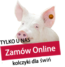 kolczyki dla świń - zamów online